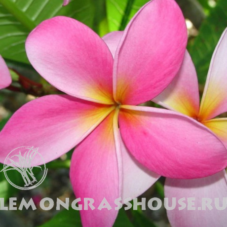 Эфирное масло розового франжипани (плюмерии)