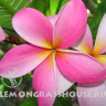 Эфирное масло розового франжипани (плюмерии)