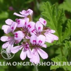 Эфирное масло герани