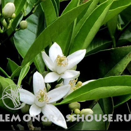 Эфирное масло петитгрейна