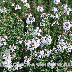 Эфирное масло тимьяна (чабреца) 