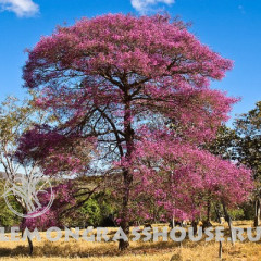 Эфирное масло розового дерева