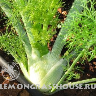 Эфирное масло фенхеля